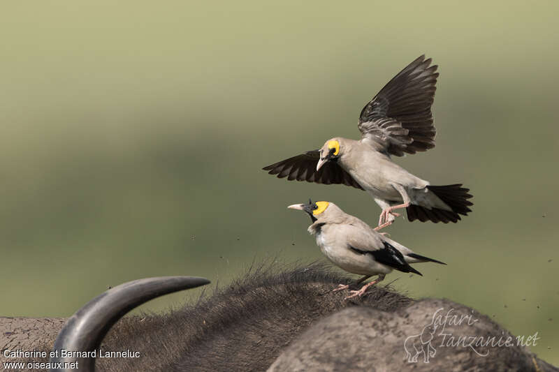 Wattled Starlingadult breeding, Flight, Behaviour