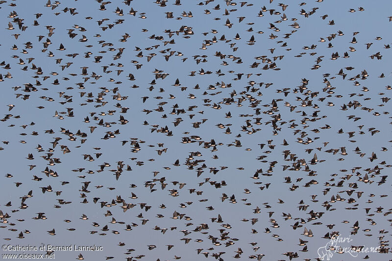 Rosy Starlingadult, Flight