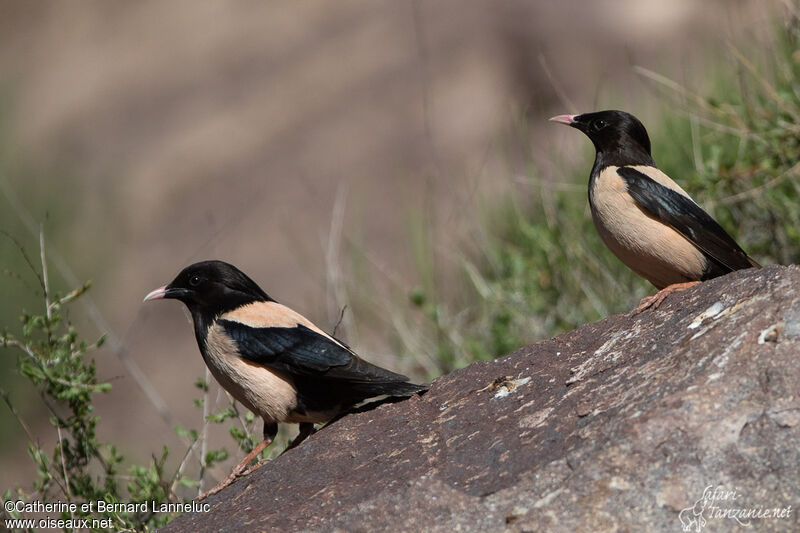 Rosy Starlingadult breeding, habitat