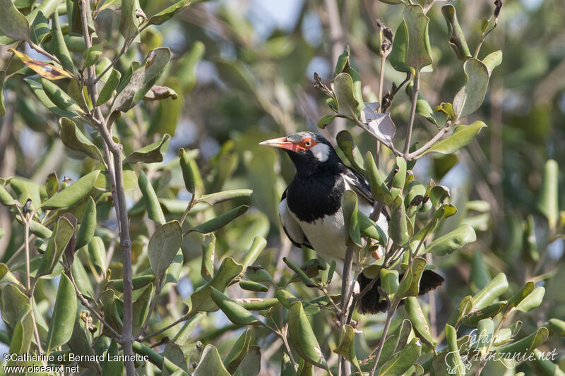 Siamese Pied Mynaadult, identification