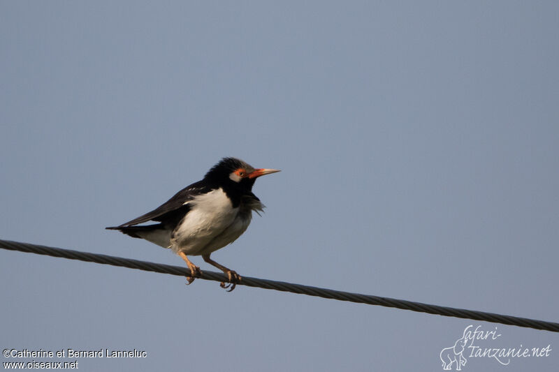 Étourneau siamoisadulte, identification