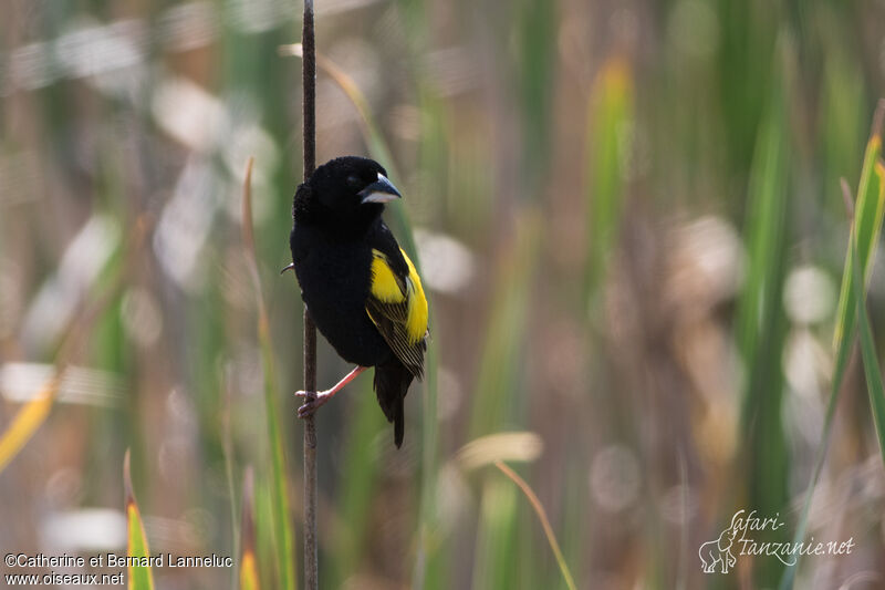 Yellow Bishop male adult breeding, Behaviour