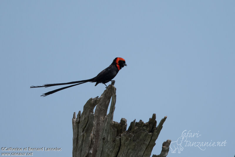 Red-cowled Widowbird male adult breeding