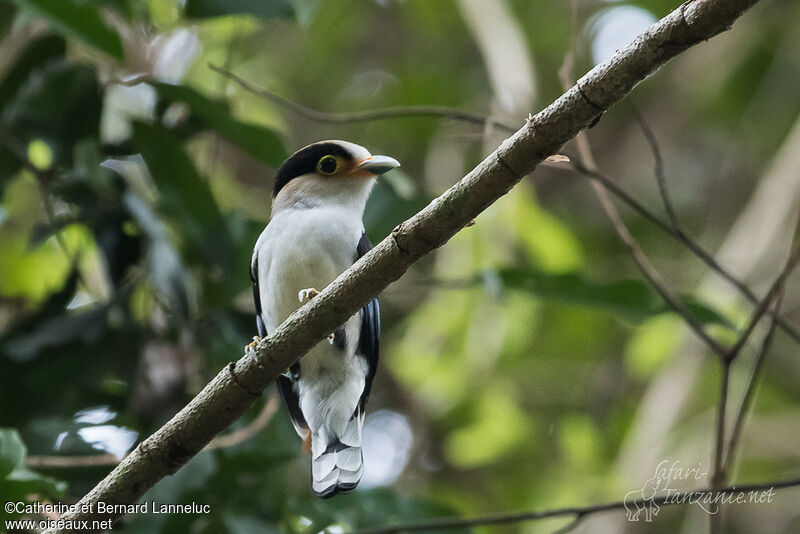 Silver-breasted Broadbilladult, identification