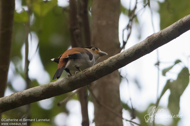 Silver-breasted Broadbilladult