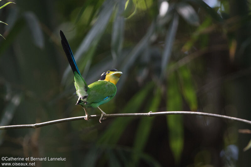 Long-tailed Broadbilladult, courting display