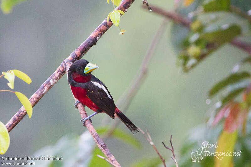 Black-and-red Broadbilladult, identification