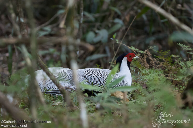 Faisan argenté mâle adulte, habitat