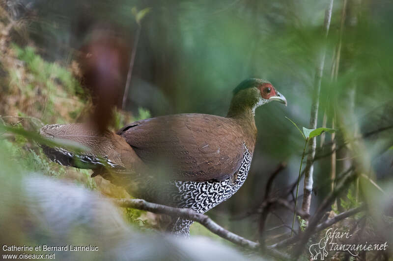 Faisan argenté femelle adulte, identification