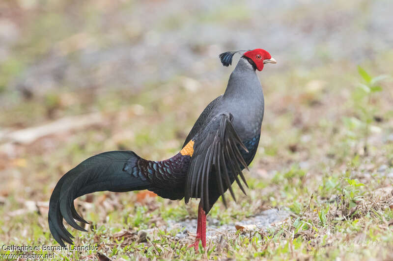 Siamese Fireback male adult, identification