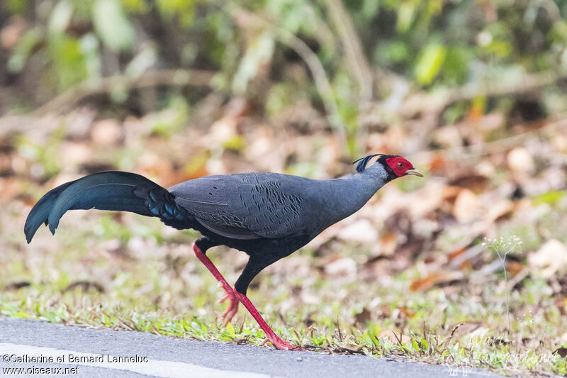 Siamese Fireback male adult, identification, walking