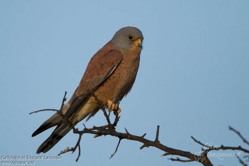 Lesser Kestrel male adult, identification