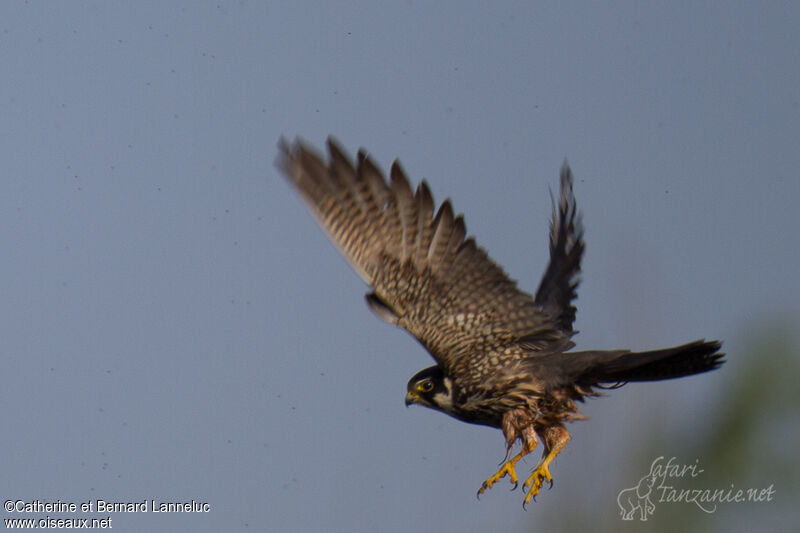 Eurasian Hobbyadult, Flight