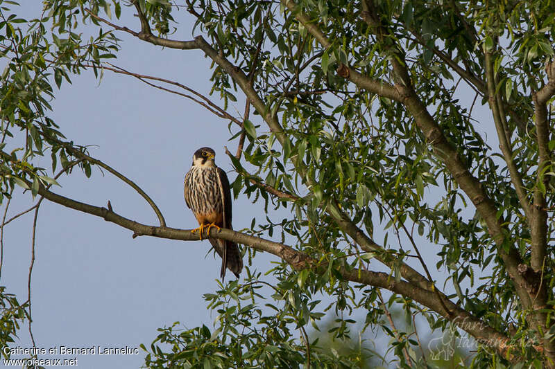 Eurasian Hobbyadult, habitat, pigmentation