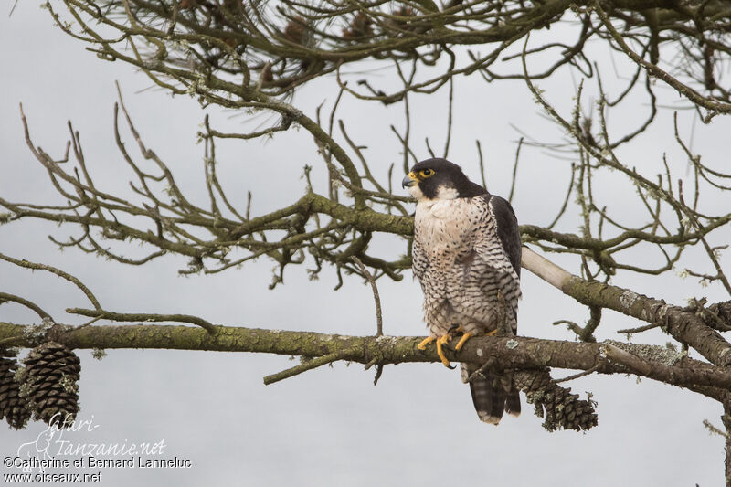 Peregrine Falconadult, fishing/hunting, Behaviour