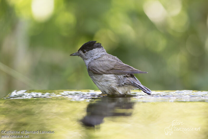 Eurasian Blackcap male adult, care