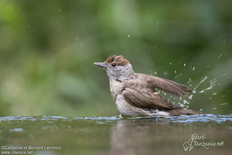 Eurasian Blackcap female adult, care