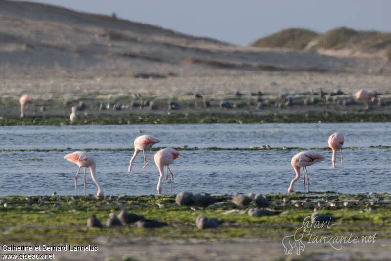 Flamant du Chiliadulte, habitat, Comportement