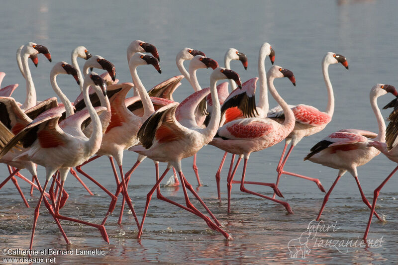 Flamant nain, marche, Comportement