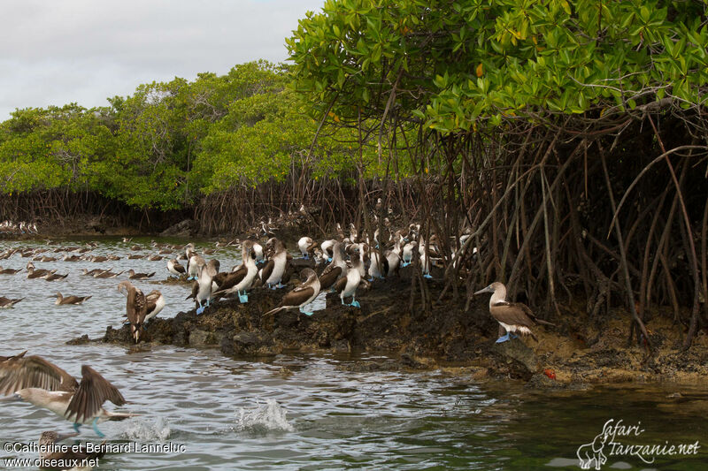 Blue-footed Booby, habitat