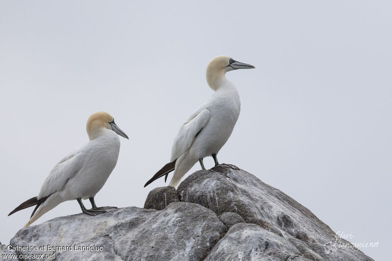 Northern Gannetadult, identification