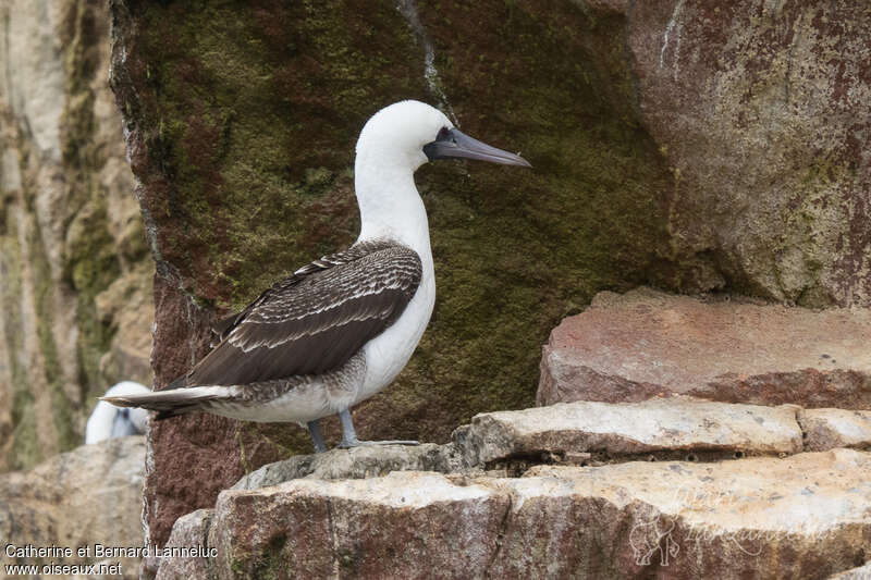 Fou variéadulte, identification