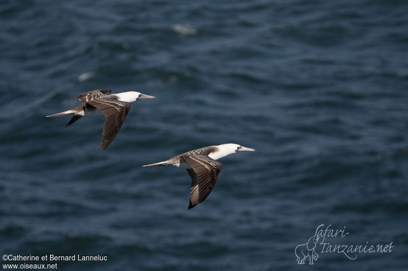 Peruvian Booby, Flight