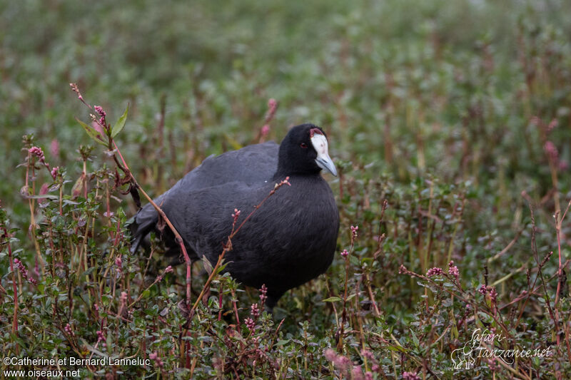 Foulque caronculéeadulte, identification