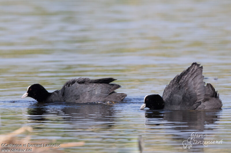 Eurasian Coot male adult, Behaviour