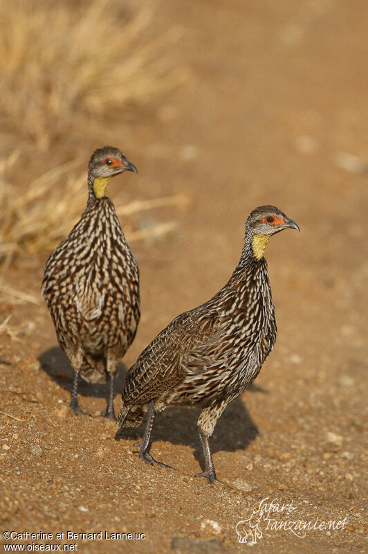 Yellow-necked Spurfowladult