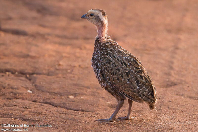 Francolin à cou jaunejuvénile, identification