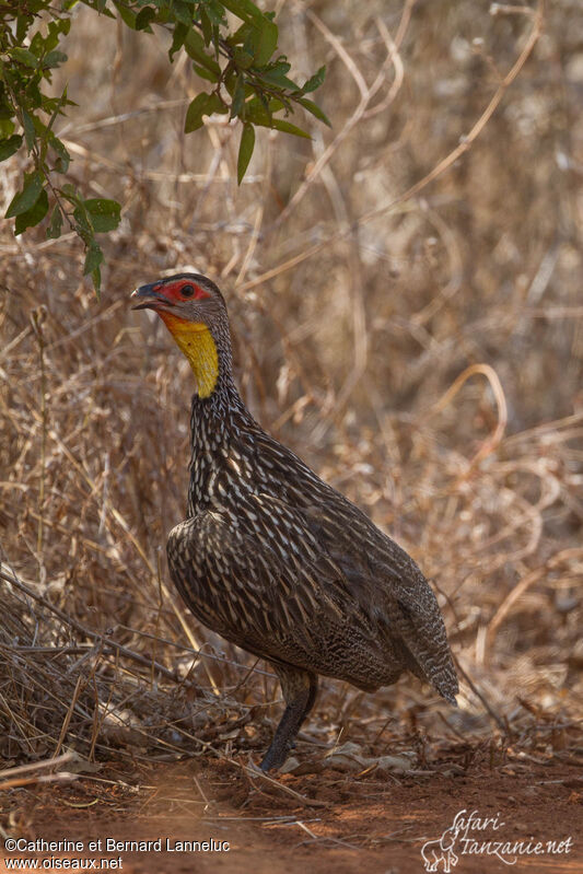 Yellow-necked Spurfowladult, identification