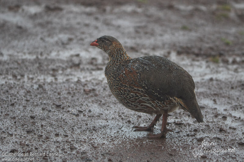 Chestnut-naped Spurfowladult