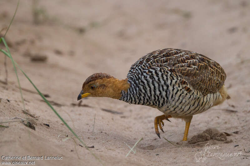 Francolin coqui mâle adulte, régime, Comportement