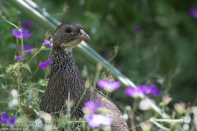 Francolin criardadulte, composition