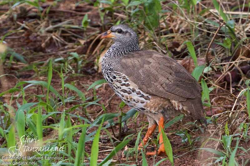 Hildebrandt's Spurfowl male adult, identification