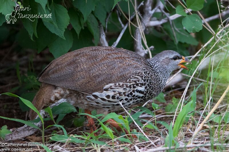 Hildebrandt's Spurfowl male adult, eats