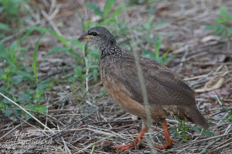 Francolin de Hildebrandt femelle adulte, identification