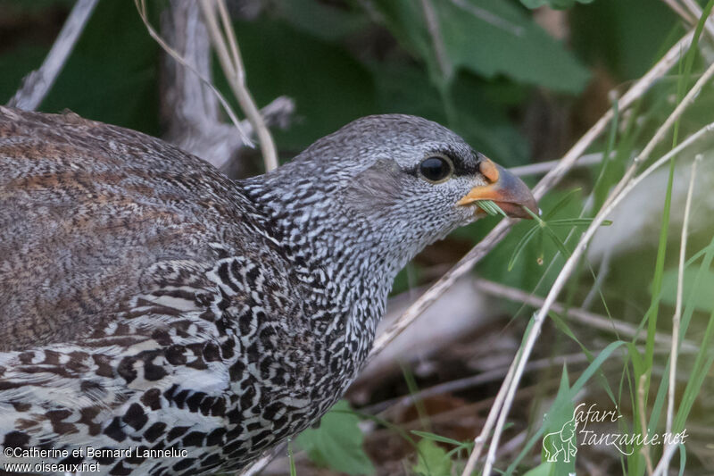 Hildebrandt's Spurfowl male adult, close-up portrait, feeding habits