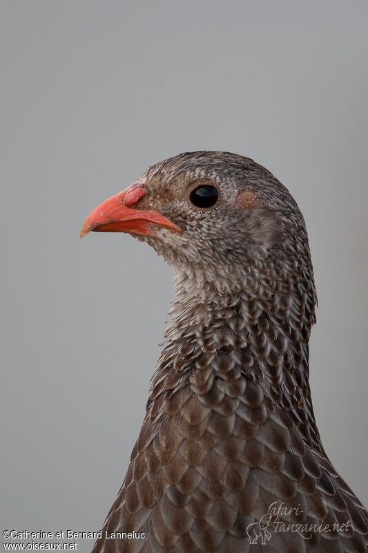 Francolin écaillé