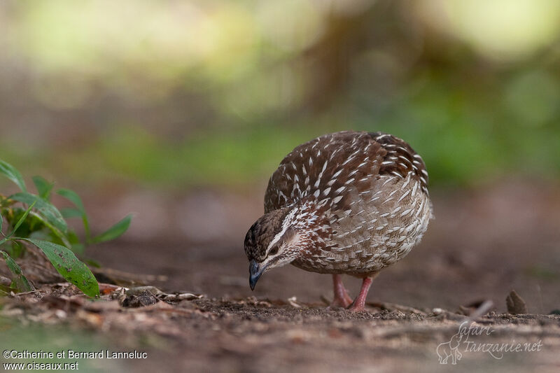 Crested Francolinadult, eats