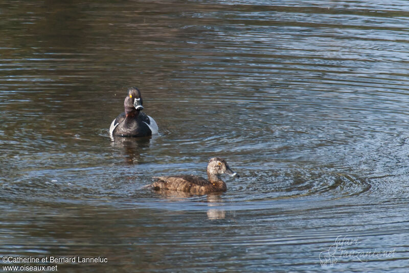 Ring-necked Duck 