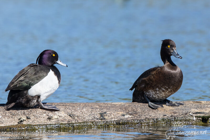 Tufted Duckadult breeding