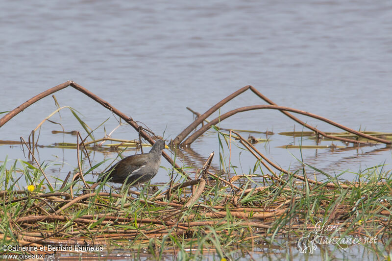 Lesser Moorhen, habitat