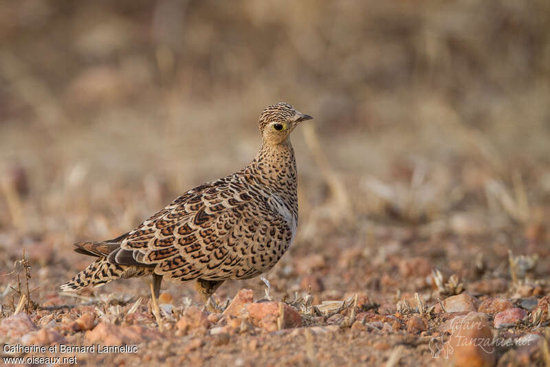 Black-faced Sandgrouse female adult, identification