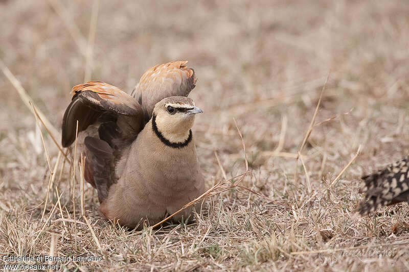 Yellow-throated Sandgrouse male adult, courting display, Behaviour