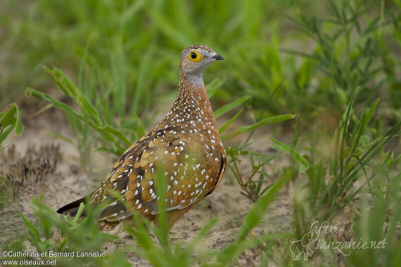 Burchell's Sandgrouse male, identification