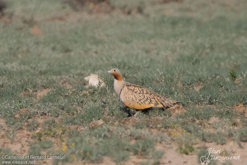 Black-bellied Sandgrouse male adult