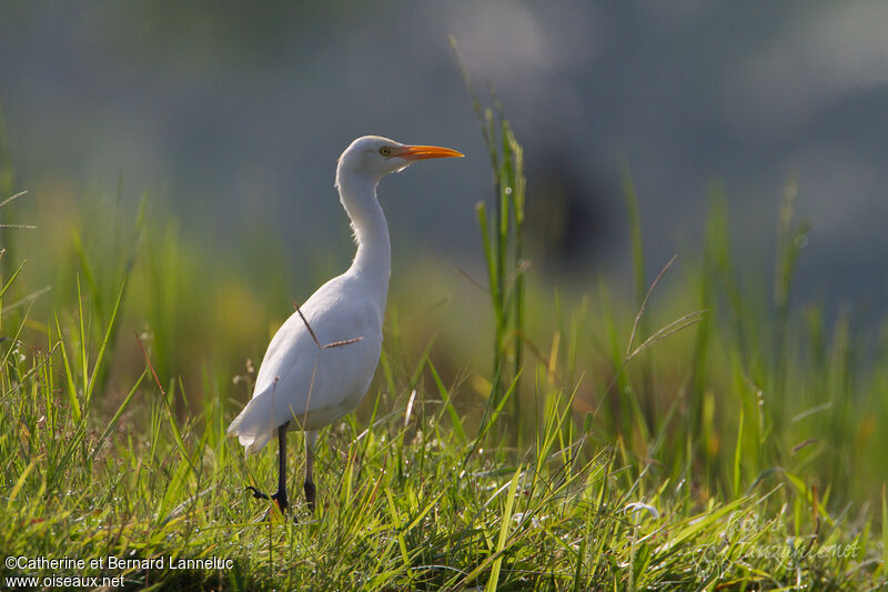 Eastern Cattle Egretadult post breeding, identification