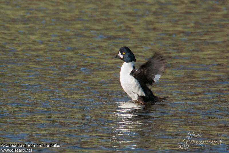 Common Goldeneye male